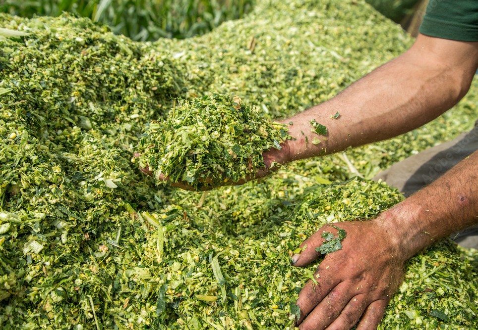 Silagem para alimentação de gado e rebanhos - Fifi Transportes